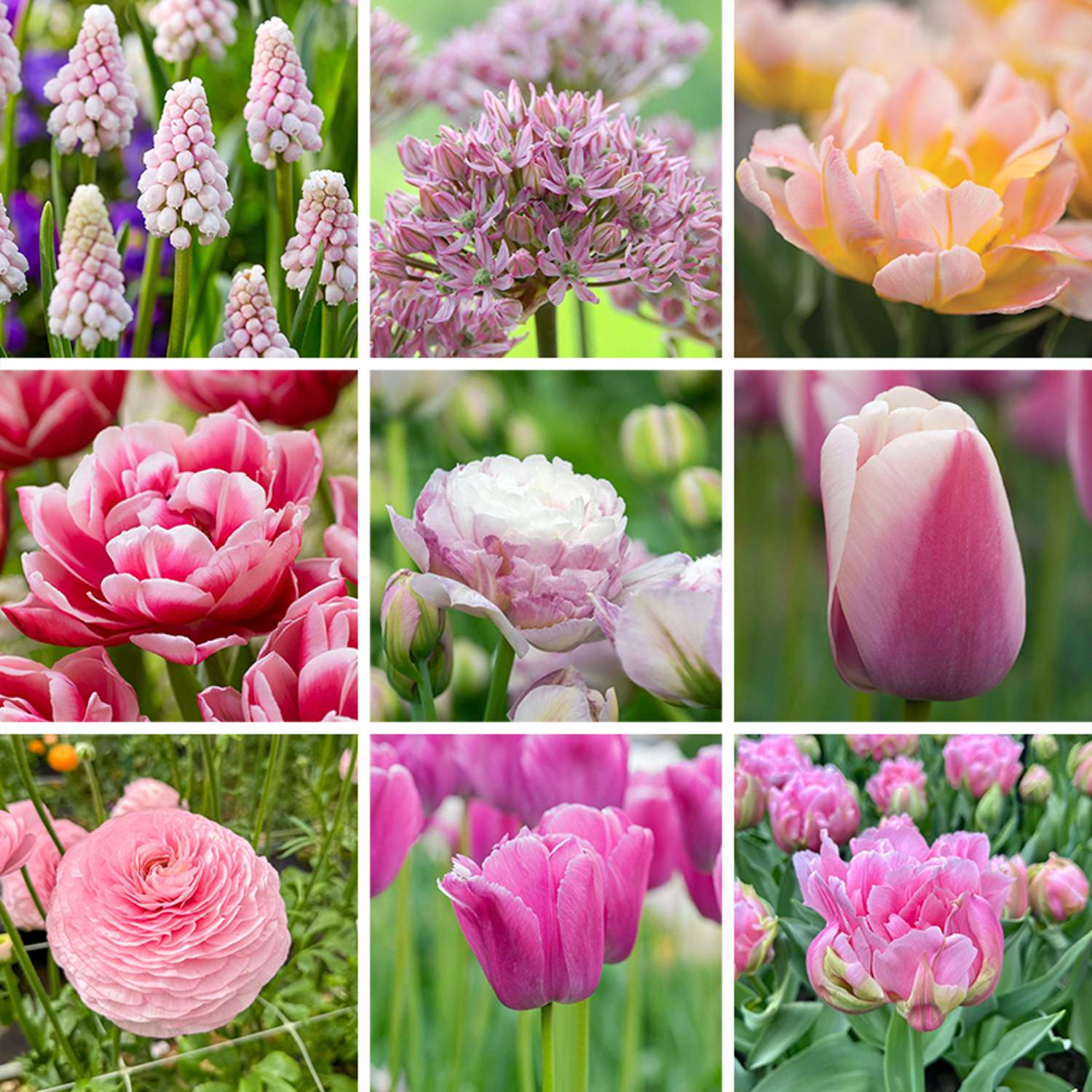 Tilbudspakke 'Pink'